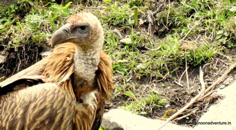 Himalayan Griffon Vulture in Bhabha Valley | Bird Watching with Junoon ...