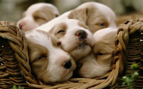 Cute Dogs And Puppies Wallpapers - Wallpaper Cave