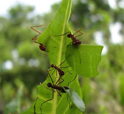 Profile: Leaf-Cutter Ants and Their Society