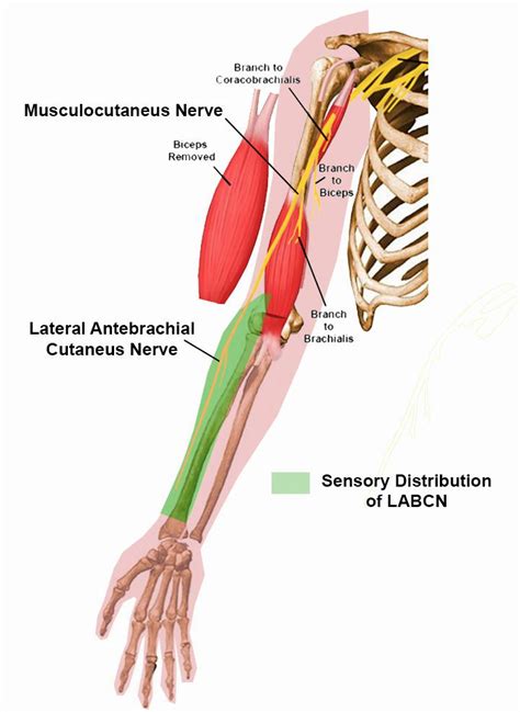 Antebrachial Region Explained