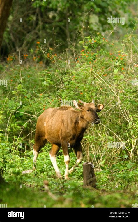 Indian gaur calf Stock Photo - Alamy