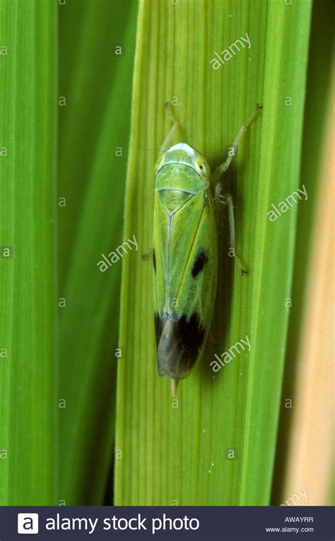 Green rice leafhopper Nephotettix virescens adult on rice Stock Photo ...