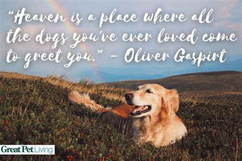 33 Loss of a Dog Quotes for Grieving and Healing - Great Pet Living