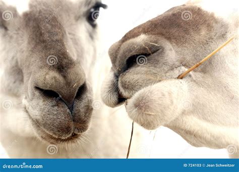 Lama stock image. Image of rural, love, animal, field, zoological - 724103