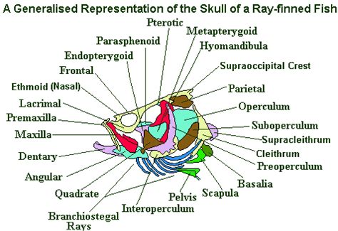 Fish Head Anatomy