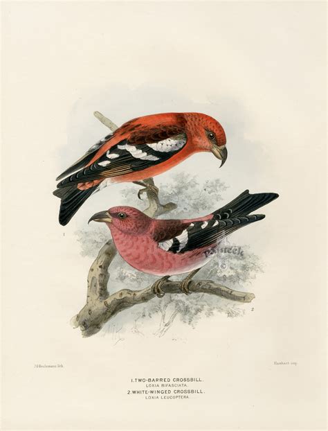 Dresser's Birds of Europe 1871-1896