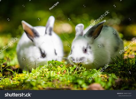 Pair Cute Little Baby Rabbits Eating Stock Photo 1968313267 | Shutterstock