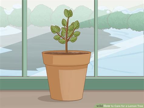 How to Care for a Lemon Tree: 15 Steps (with Pictures) - wikiHow