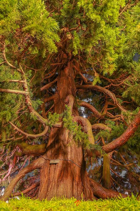 The 25+ best Sequoiadendron giganteum ideas on Pinterest | Giant ...