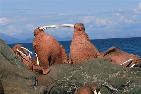 Fighting Walrus Photograph by Alissa Crandall - Pixels