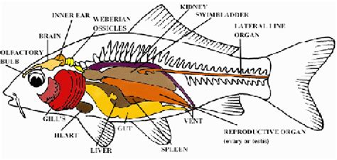 5: Anatomy of stomachless specie Cyprinus carpio (Koi). [Source ...