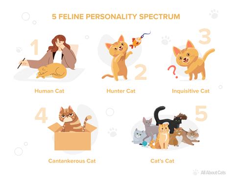 Which Personality Type Does Your Cat Have? - All About Cats