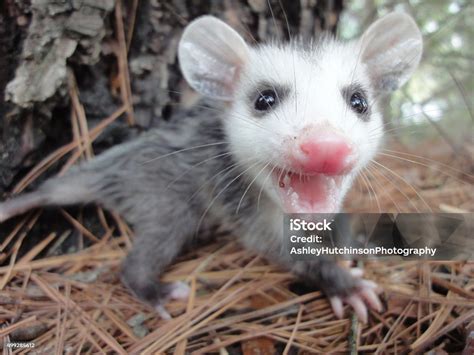 Angry Baby Opossum Stock Photo - Download Image Now - Opossum, Young ...