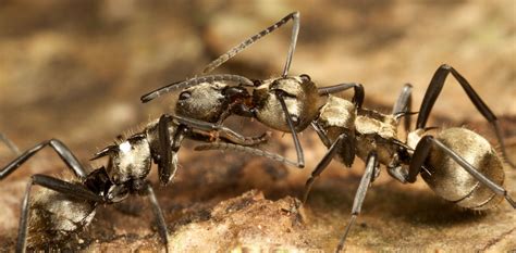 Where are all the ants? World-first ‘treasure map’ reveals hotspots for ...