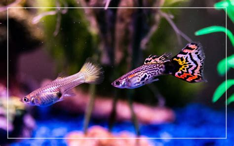 Starting a Guppy Fish Tank - Tips & Tricks