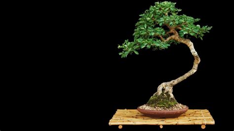 Bonsai Tree Wallpaper (67+ images)