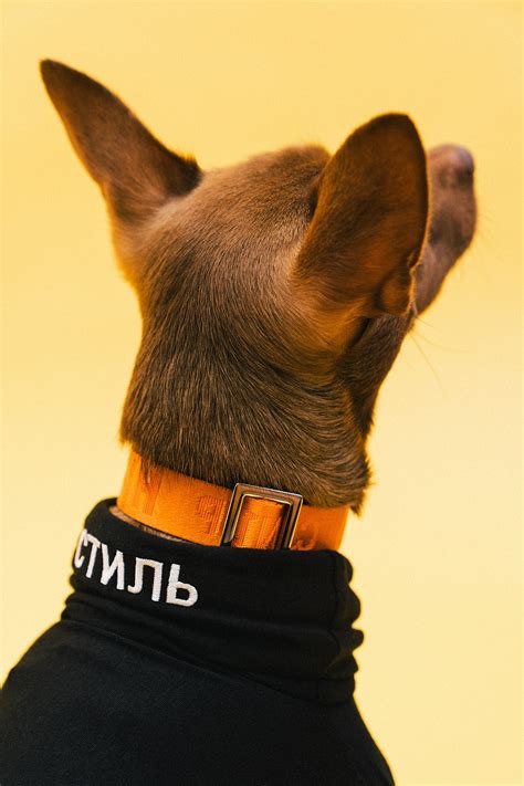 The 10 Best Dog Clothing and Accessory Brands | Hypebae