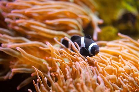 Clownfish Fun Facts - The Living Planet Aquarium