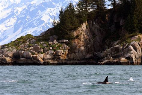 Kenai Fjords National Park Tour Cruise | Kenai Fjords Tours