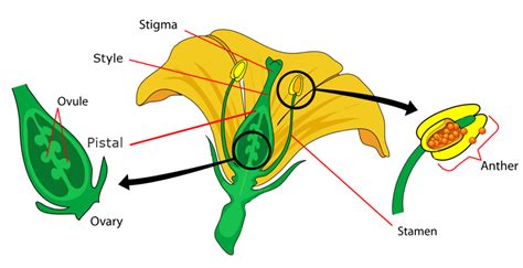 Angiosperm Life Cycle For Kids