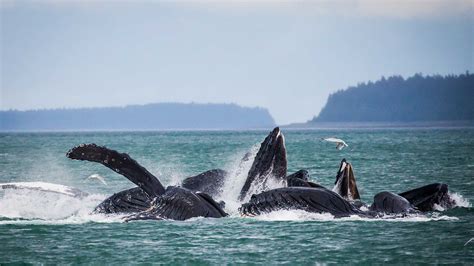 Where to Go Whale Watching in Alaska | Book Alaska Excursions