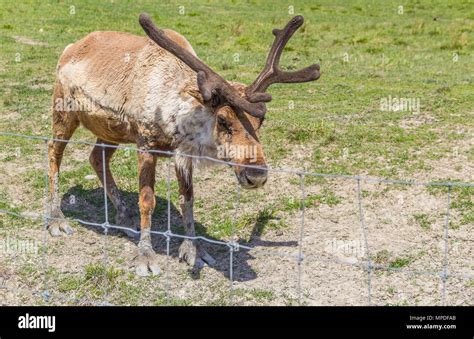 Caribou with antlers hi-res stock photography and images - Alamy