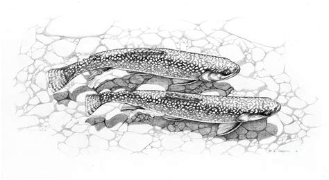 Brook Trout Drawing at PaintingValley.com | Explore collection of Brook ...