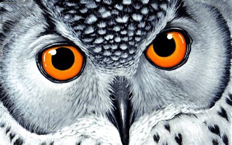 Owl Wallpapers - Wallpaper Cave