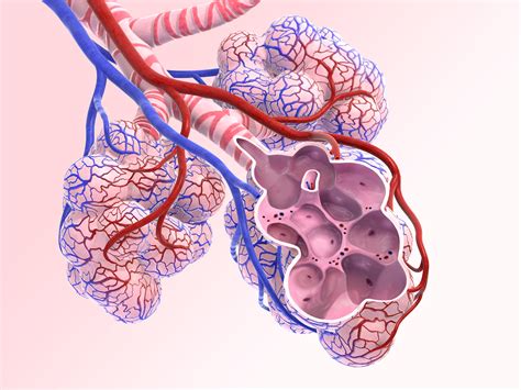 Alveoli cross-section - A KYU Design