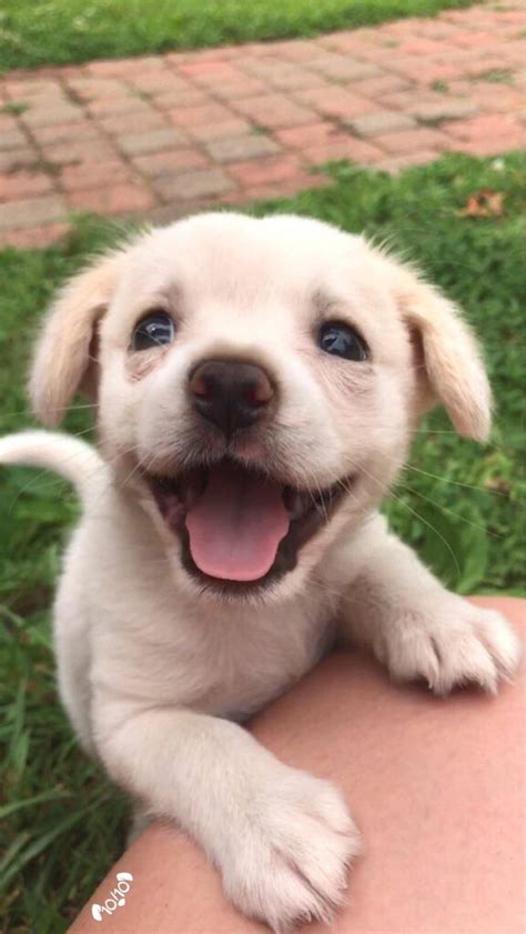 Here’s a picture of a cute puppy to brighten up your day ️ (x-post from ...