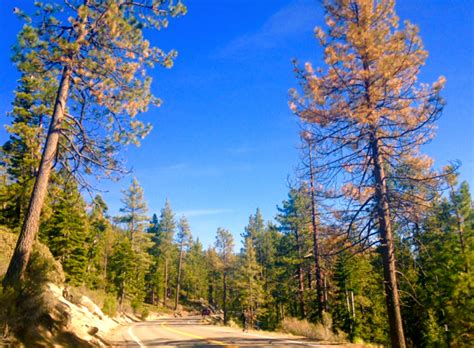 Drought, beetles take toll on Tahoe trees - Lake Tahoe NewsLake Tahoe News