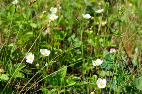 Premium Photo | Wild strawberry flowers