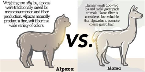 Alpacas vs. Llamas: The Ultimate Guide to Telling Who's Who