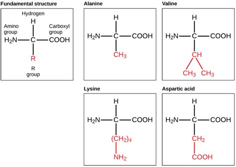 Fajarv: Protein Molecule Examples