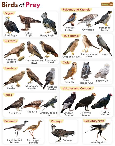 Birds of Prey - Definition & List of Names With Pictures