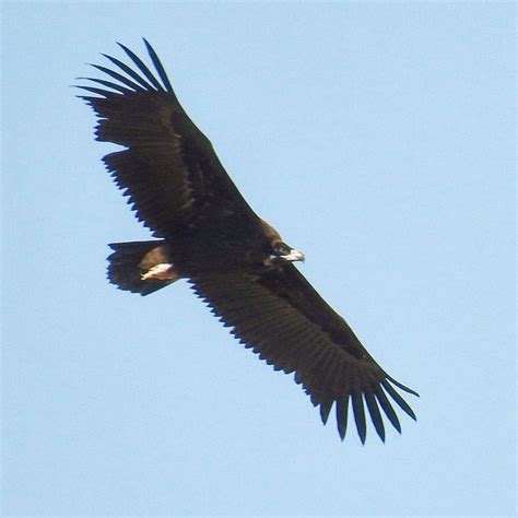 Cinereous Vulture spotted flying over Azraq Wetland Reserve (Jordan ...