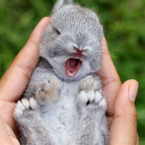 10 Most Popular Cute Baby Bunny Pictures FULL HD 1920×1080 For PC ...