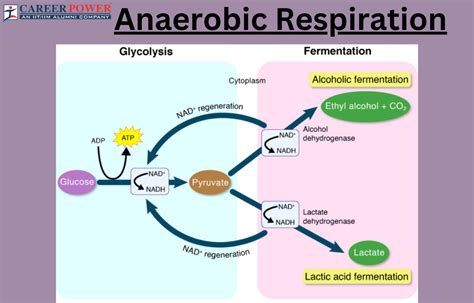 Anaerobic Respiration: Definition, Equation and Examples