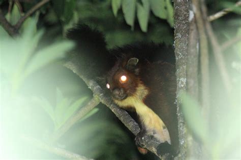 New species of flying squirrel from Southwest China added to the rarest ...