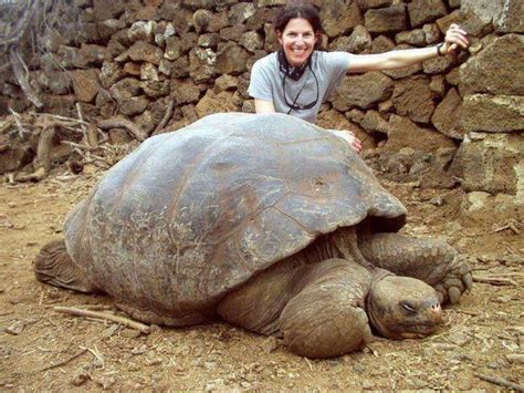 Pinta Island Tortoise Facts and Pictures