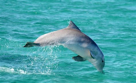 Australian Humpback Dolphin - Sousa sahulensis - Carnivora