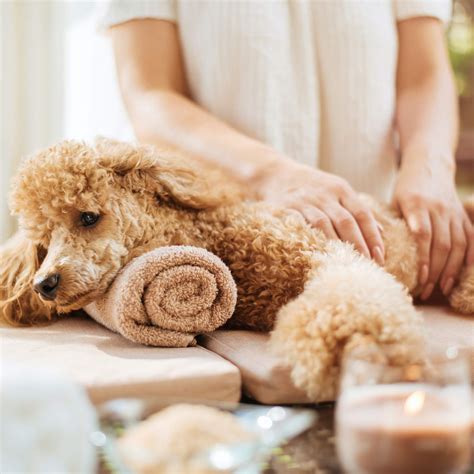 Everything You Need For The Perfect Spa Day With Your Dog — Without The ...