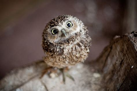 Cute Fluffy Baby Owls