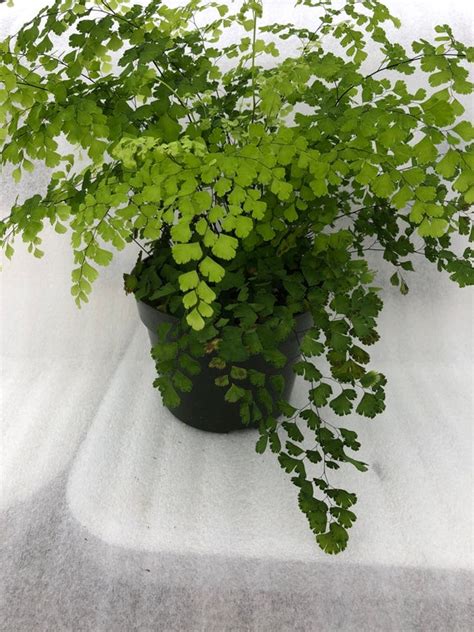 Maidenhair Fern | Etsy