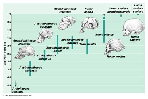 Fossil Record of Hominids