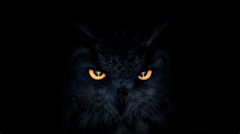 Free Download Hd Owl Eyes Wallpaper Hd Desktop Wallpapers 4k Hd Images ...