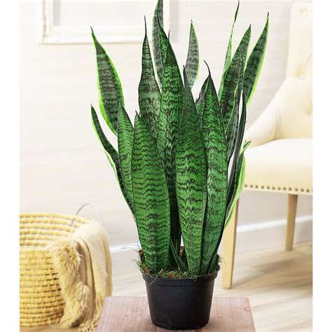 Snake Plant | Hardy and Air-Purifying | Gulab.pk