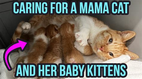 How to Care for a Mama Cat & Kittens (3 Top Tips!) – HousePetsCare.com