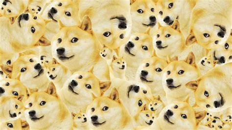 Doge HD, HD Wallpaper | Rare Gallery