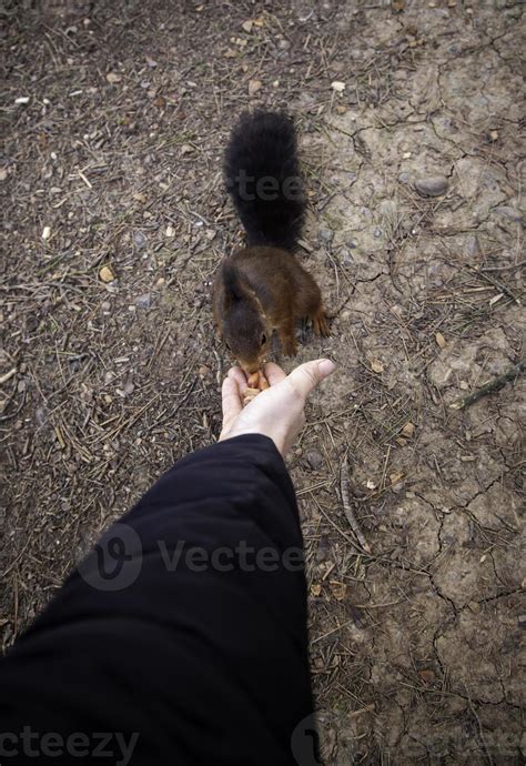 Feeding a squirrel 7517522 Stock Photo at Vecteezy